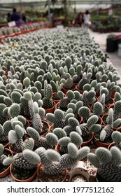 Cameron Highland Malaysia November 5 2019 Cactus Farm Nursery Situated On Top Of The Mountain 