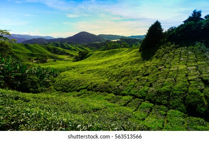 Cameron Highlands