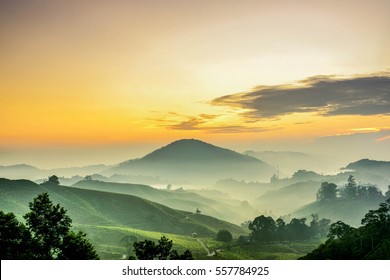 Cameron Highlands ,Malaysia. Sunrise  At Green Tea Farm Mountain. Dramatic Moving Cloud In Nature Landscape On Sunshine Morning.
