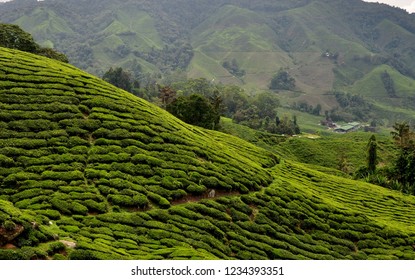 Cameron Highlands Pahang Malaysia 15 September Stock Photo 1234393351   Cameron Highlands Pahang Malaysia 15 260nw 1234393351 