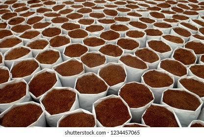 CAMERON HIGHLANDS, PAHANG, MALAYSIA, 15 JAN 2018.

Cocoa Peat Usage As Planting Media At Soil Less Culture Farm On Vine Fruit Planting Such As Tomato, Chili And Others. 