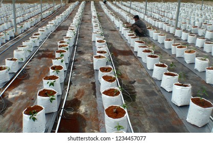 CAMERON HIGHLANDS, PAHANG, MALAYSIA, 15 JAN 2018.

Cocoa Peat Usage As Planting Media At Soil Less Culture Farm On Vine Fruit Planting Such As Tomato, Chili And Others. 