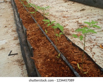 CAMERON HIGHLANDS, PAHANG, MALAYSIA, 15 JAN 2018.

Cocoa Peat Usage As Planting Media At Soil Less Culture Farm On Vine Fruit Planting Such As Tomato, Chili And Others. 