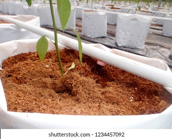 CAMERON HIGHLANDS, PAHANG, MALAYSIA, 15 JAN 2018.

Cocoa Peat Usage As Planting Media At Soil Less Culture Farm On Vine Fruit Planting Such As Tomato, Chili And Others. 