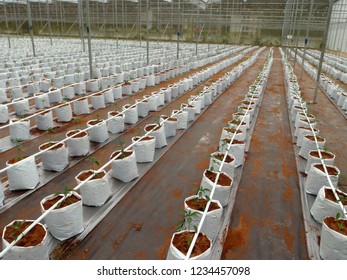 CAMERON HIGHLANDS, PAHANG, MALAYSIA, 15 JAN 2018.

Cocoa Peat Usage As Planting Media At Soil Less Culture Farm On Vine Fruit Planting Such As Tomato, Chili And Others. 