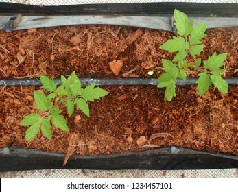 CAMERON HIGHLANDS, PAHANG, MALAYSIA, 15 JAN 2018.

Cocoa Peat Usage As Planting Media At Soil Less Culture Farm On Vine Fruit Planting Such As Tomato, Chili And Others. 