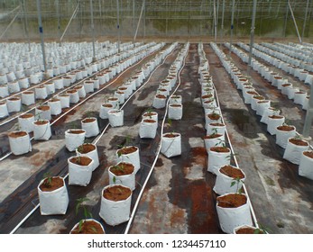 CAMERON HIGHLANDS, PAHANG, MALAYSIA, 15 JAN 2018.

Cocoa Peat Usage As Planting Media At Soil Less Culture Farm On Vine Fruit Planting Such As Tomato, Chili And Others. 