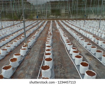 CAMERON HIGHLANDS, PAHANG, MALAYSIA, 15 JAN 2018.

Cocoa Peat Usage As Planting Media At Soil Less Culture Farm On Vine Fruit Planting Such As Tomato, Chili And Others. 