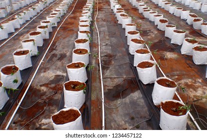 CAMERON HIGHLANDS, PAHANG, MALAYSIA, 15 JAN 2018.

Cocoa Peat Usage As Planting Media At Soil Less Culture Farm On Vine Fruit Planting Such As Tomato, Chili And Others. 