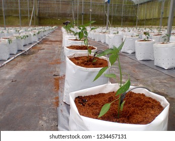 CAMERON HIGHLANDS, PAHANG, MALAYSIA, 15 JAN 2018.

Cocoa Peat Usage As Planting Media At Soil Less Culture Farm On Vine Fruit Planting Such As Tomato, Chili And Others. 