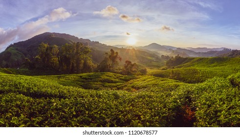 Cameron Highlands Sunrise tea plantation view  - Shutterstock ID 1120678577