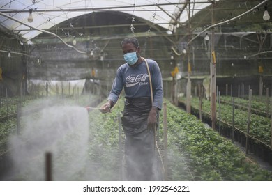 Cameron Highlands,17 June 2021,Malaysia - A  Foreign Worker Sprays Pesticide  In A Vegetables Farm In Cameron Highlands,Malaysia.