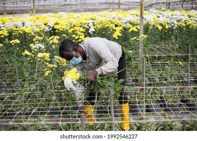 Cameron Highlands,17 June 2021,Malaysia - A  Foreign Worker Working In A Flower Farm In Cameron Highlands,Malaysia.