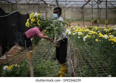 Cameron Highlands,17 June 2021,Malaysia - A  Foreign Worker Working In A Flower Farm In Cameron Highlands,Malaysia.