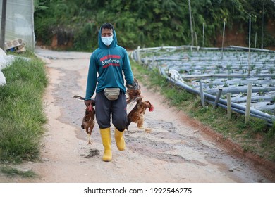 Cameron Highlands,17 June 2021,Malaysia - A  Foreign Worker Holds A Chickens In A Vegetables Farm In Cameron Highlands,Malaysia.