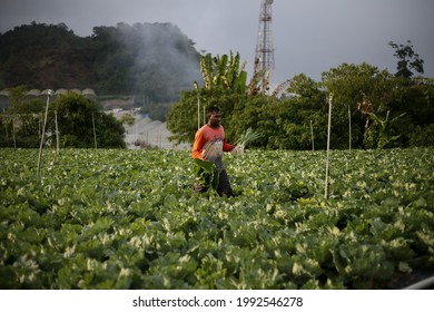 Cameron Highlands,17 June 2021,Malaysia - A  Foreign Worker At Works In A Vegetables Farm In Cameron Highlands,Malaysia.