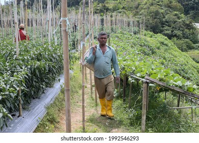 Cameron Highlands,17 June 2021,Malaysia - A  Foreign Worker At Works In A Vegetables Farm In Cameron Highlands,Malaysia.