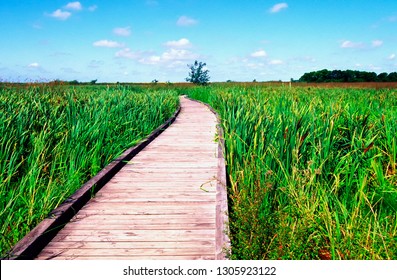 Cameron Parish, Creole Nature Trail, Louisiana, USA, The Wetland Walkway Also Called Alligator Alley, June 13, 2004