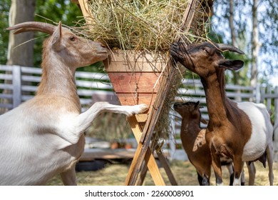 Cameroon Dwarf Goats are eats hay from feeder at the farm. 