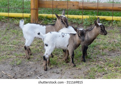 Cameroon Pygmy Goat babies. - Shutterstock ID 311169815