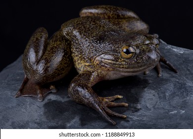 The Cameroon slippery frog (Conraua robusta) is one of the largest frog species on earth. These giant, heavily muscled frogs live in cold, fast-moving rivers in Cameroon and Nigeria.