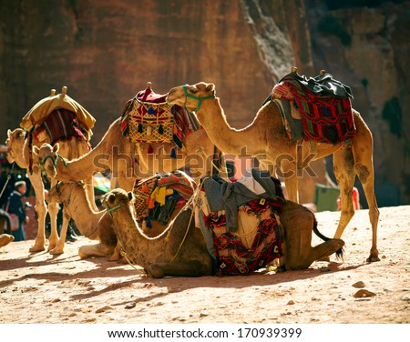 Camesl caravan in the desert