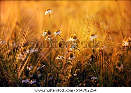 Similar – Image, Stock Photo Meadow in the morning light