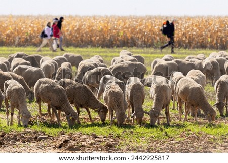 Camino de Santiago pilgrims unfocused with flock of sheep focused on foreground  to Compostela , near Astorga village in  Leon , Spain