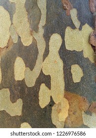 Camo Pattern Created By Elm Tree Shedding Its Bark