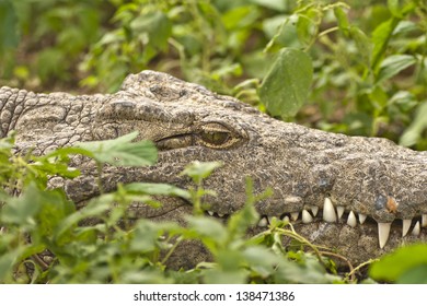 Camoflaged Croc