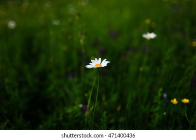 camomile