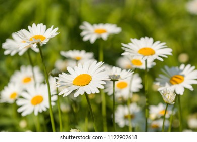 カミツレ花 の画像 写真素材 ベクター画像 Shutterstock