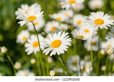 Camomile Closeup White Flowers Camomile Field Stock Photo 1122902630 ...