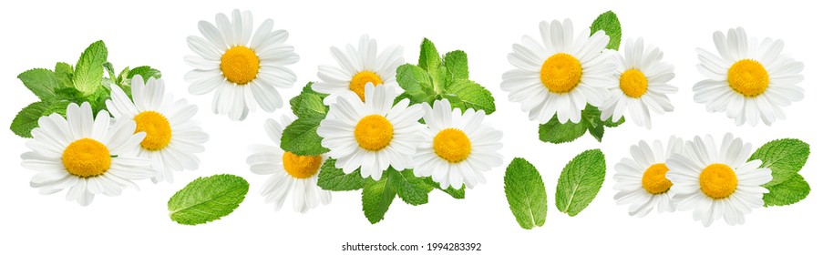 Camomile flowers and mint set isolated on white background. Package design element with clipping path