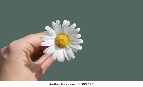 Camomile in the hands on a colored background.