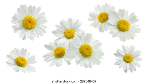 Camomile small group set isolated on white background as package design element