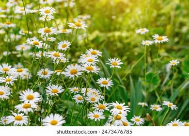 Camomile.Chamomile flower field.Field of camomiles at sunny day at nature.Spring, summer background. Meadow flowers. Medicinal plant.