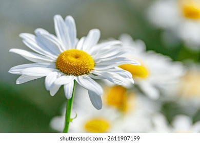 Camomile.Chamomile flower field.Field of camomiles at sunny day at nature.Spring, summer background. Meadow flowers. Medicinal plant.