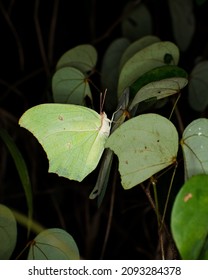 Camouflage Butterfly Hiding Among The Leaves 