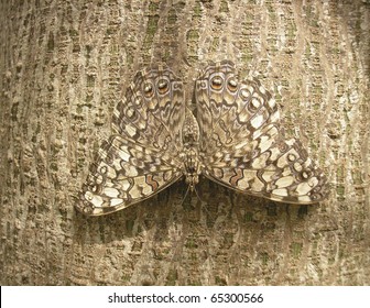 Camouflage Of A Butterfly On The Bark Of A Tree
