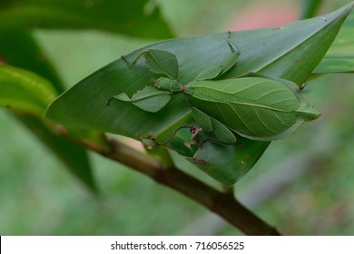 Camouflage Leaf Mantis On Branch Tree In The Wild