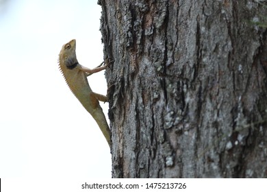 the camouflage lizard at tree