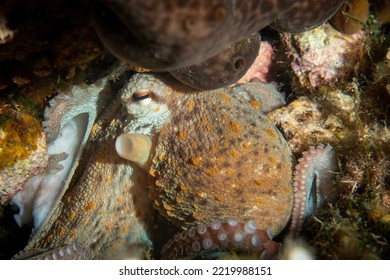 Camouflage Octopus Hiding In Rock