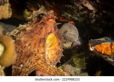 Camouflage Octopus Hiding In Rock