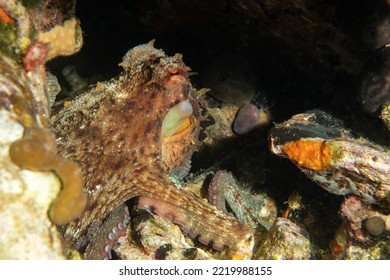 Camouflage Octopus Hiding In Rock