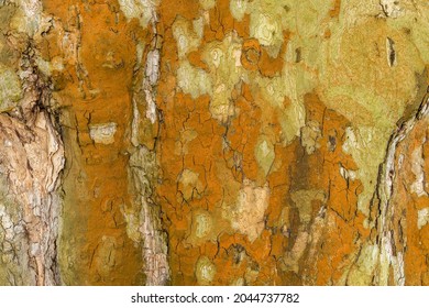 Camouflage pattern of a plane tree (Platanus). Rusty platan tree bark texture