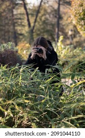 
Camouflage Wildlife Photographer. A Woman Is Hiding While Taking Photos In Nature. Unrecognizable Person.