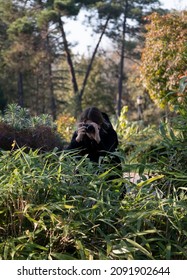 Camouflage Wildlife Photographer. A Woman Is Hiding While Taking Photos In Nature. Unrecognizable Person.	
