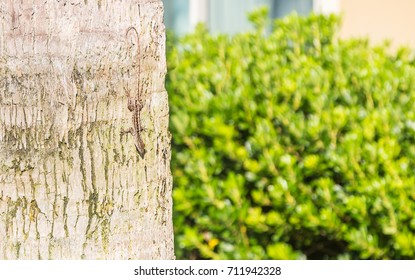 Camouflaged Brown Anole Lizard On Tree:  Perfectly Camouflaged Brown Anole Lizard Or Anolis Sagrei Species On A Tree In Ft. Walton Beach, Florida.