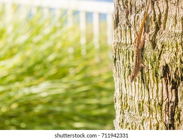 Camouflaged Brown Anole Lizard On Tree:  Perfectly Camouflaged Brown Anole Lizard Or Anolis Sagrei Species On A Tree In Ft. Walton Beach, Florida.